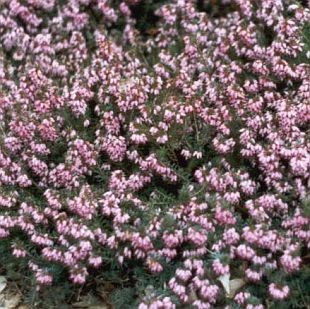 Erica carnea 'Prince of Wales' - vřesovec pleťový