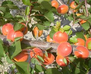Prunus armeniaca 'Kioto'® - marhuľa (KOHAPLANT)