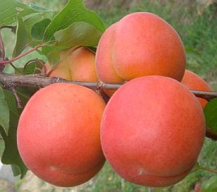 Prunus armeniaca 'Sylvercot' ® - marhuľa (KOHAPLANT)