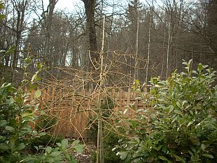 Fraxinus excelsior 'Jaspidea Pendula' - jasan ztepilý [zimní efekt]