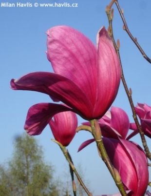 Magnolia x soulangeana 'Dorsopurpurea' - šácholan Soulangeův Magnolia x soulangeana 'Dorsopurpurea' - šácholan Soulangeův