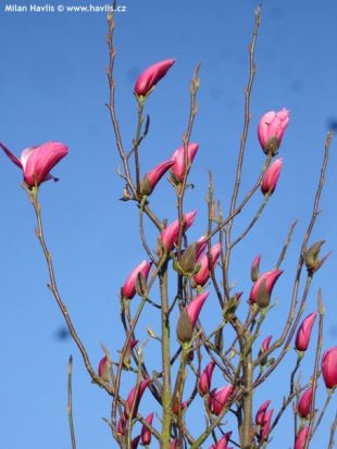 Magnolia x soulangeana 'Dorsopurpurea' - šácholan Soulangeův Magnolia x soulangeana 'Dorsopurpurea' - šácholan Soulangeův