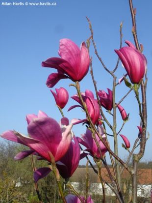 Magnolia x soulangeana 'Dorsopurpurea' - šácholan Soulangeův Magnolia x soulangeana 'Dorsopurpurea' - šácholan Soulangeův