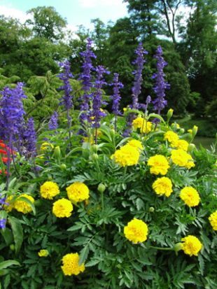 Balkónovky: Salvia farinacea (TIP ZC CS) Balkónovky: Salvia farinacea (TIP ZC CS)