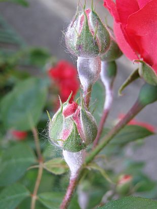 Rostlinolékař: padlí na růžích