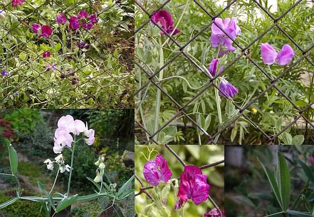 Lathyrus odoratus - hrachor vonný Lathyrus odoratus - hrachor vonný