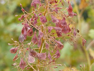 Macleaya cordata - okecek srdčitý