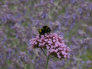 Verbena bonariensis - sporýš argentinský