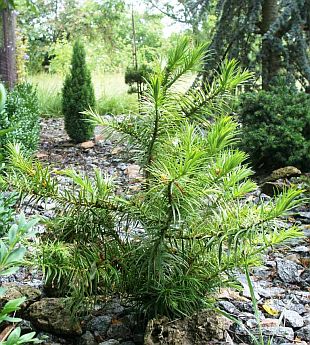 Cunninghamia lanceolata - ostrolistec kopinatý [foto_1]