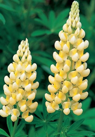 Lupinus 'Chandelier' - vlčí bob (READERS DIGEST VÝBĚR)