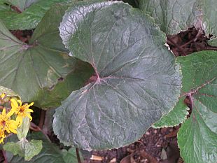 Ligularia clivorum 'Desdemona' - popelivka zubatá