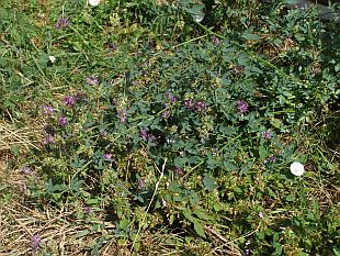 Medicago sativa - tolice vojtěška, tolice setá