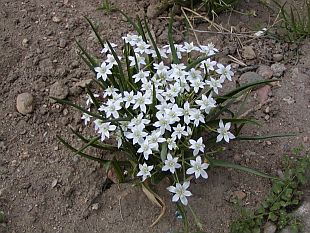 Ornithogalum umbellatum - snědek chocholíkatý, snědek chocholičnatý