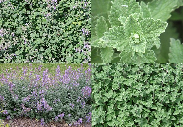 Nepeta - šanta Nepeta - šanta