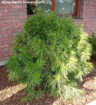 Sciadopitys verticillata 'Compacta' - pajehličník přeslenitý