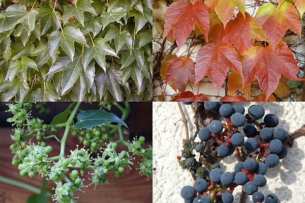 Parthenocissus tricuspidata - přísavník trojcípý