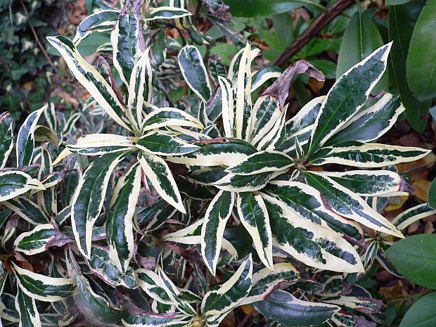 Stálezelené dřeviny: Rhododendron ponticum ´Variegatum´ (TIP ZC CS) Stálezelené dřeviny: Rhododendron ponticum ´Variegatum´ (TIP ZC CS)