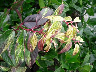 Stálezelené dřeviny: Leucothoe walteri ´Rainbow´ (TIP ZC CS)