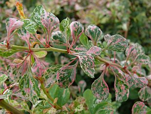 Berberis thunbergii 'Starburst' - dřišťál Thunbergův (TIP ZC CS) Berberis thunbergii 'Starburst' - dřišťál Thunbergův (TIP ZC CS)