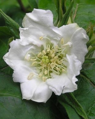 Mespilus germanica - mišpule obecná