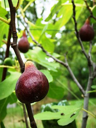 Ficus carica - fíkovník smokvoň [foto_1]