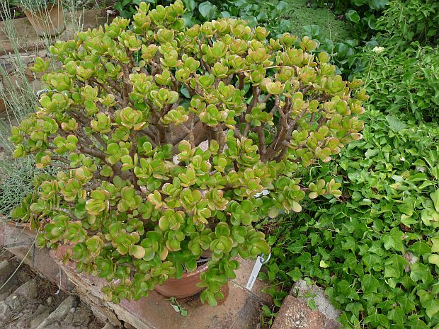 Crassula ovata - tlustice, sloní noha