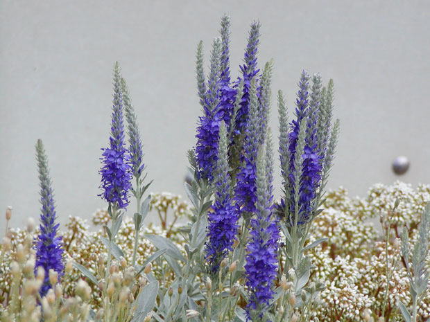 Veronica spicata - rozrazil klasnatý Veronica spicata - rozrazil klasnatý
