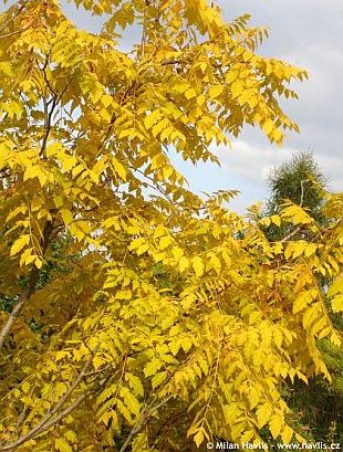 Koelreuteria paniculata - golden-rain tree Koelreuteria paniculata - golden-rain tree