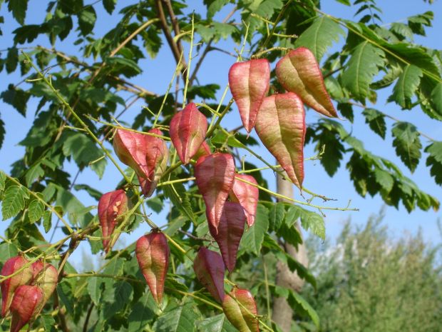 Koelreuteria paniculata - golden-rain tree Koelreuteria paniculata - golden-rain tree