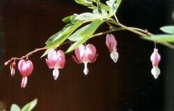 Srdcovka - Dicentra spectabilis