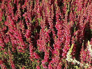 Vřesoviště: Calluna vulgaris 'Dark Beauty' - vřes obecný