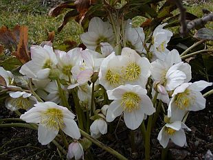 Helleborus niger - čemeřice černá