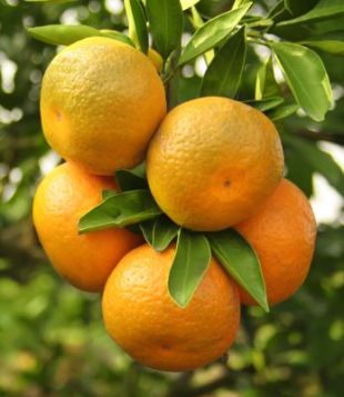 Citrus maduriensis - calamondin