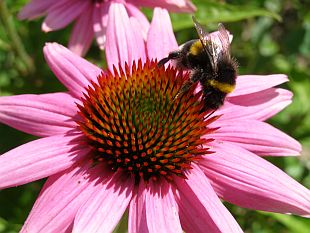 Echinacea purpurea - třapatka nachová Echinacea purpurea - třapatka nachová