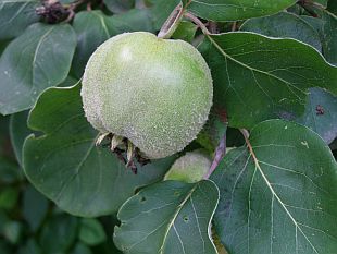 Cydonia oblonga - kdouloň obecná