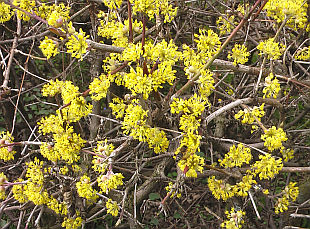 Cornus mas - dřín