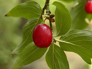 Cornus mas - dřín
