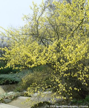Corylopsis spicata - lískovníček klasnatý Corylopsis spicata - lískovníček klasnatý