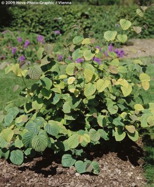 Corylopsis spicata - lískovníček klasnatý Corylopsis spicata - lískovníček klasnatý