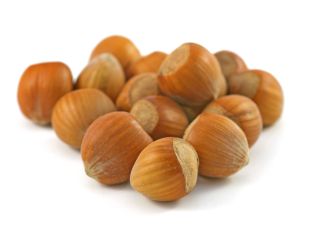 Březen: plody lísky se vytvářejí na mladých výhonech (PROVOBIS) Březen: plody lísky se vytvářejí na mladých výhonech (PROVOBIS)