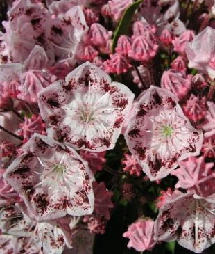 Kalmia latifolia 'Ginkona' - mamota širokolistá