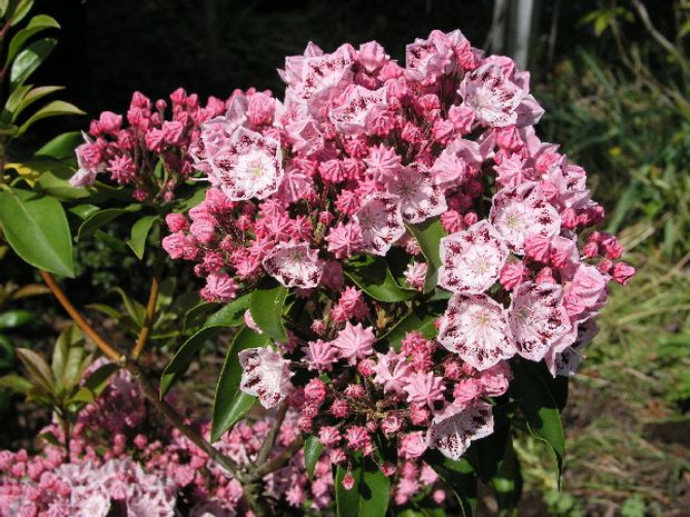 Kalmia latifolia 'Ginkona' - mamota širokolistá