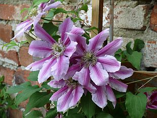 Clematis - plamének (PROVOBIS)