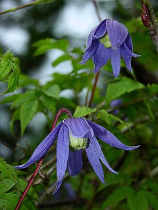 Clematis - plamének (PROVOBIS)