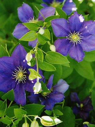 Clematis - plamének (PROVOBIS)