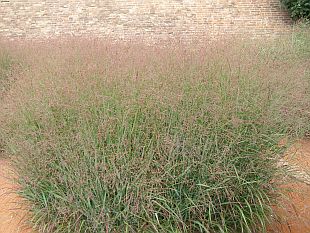 Traviny: Panicum virgatum