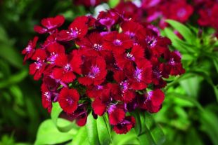 Dianthus barbatus 'Barbarini' F1 - hvozdík (CALENDAR-COLORS)