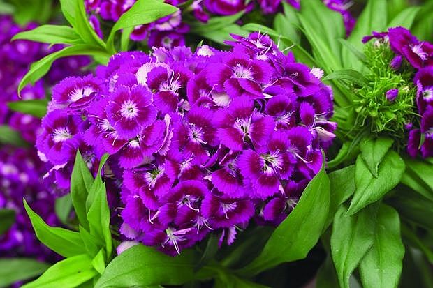 Dianthus barbatus 'Barbarini' F1 - hvozdík (CALENDAR-COLORS)