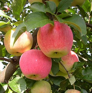 Jabloně: Malus domestica 'Florina' - jabloň (TIP ZC CS)