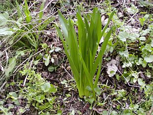Colchicum autumnale - ocún jesenní Colchicum autumnale - ocún jesenní